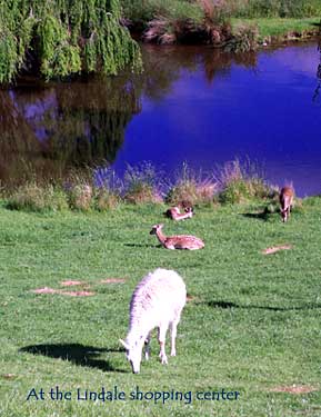 Animals at the Lindale shopping center